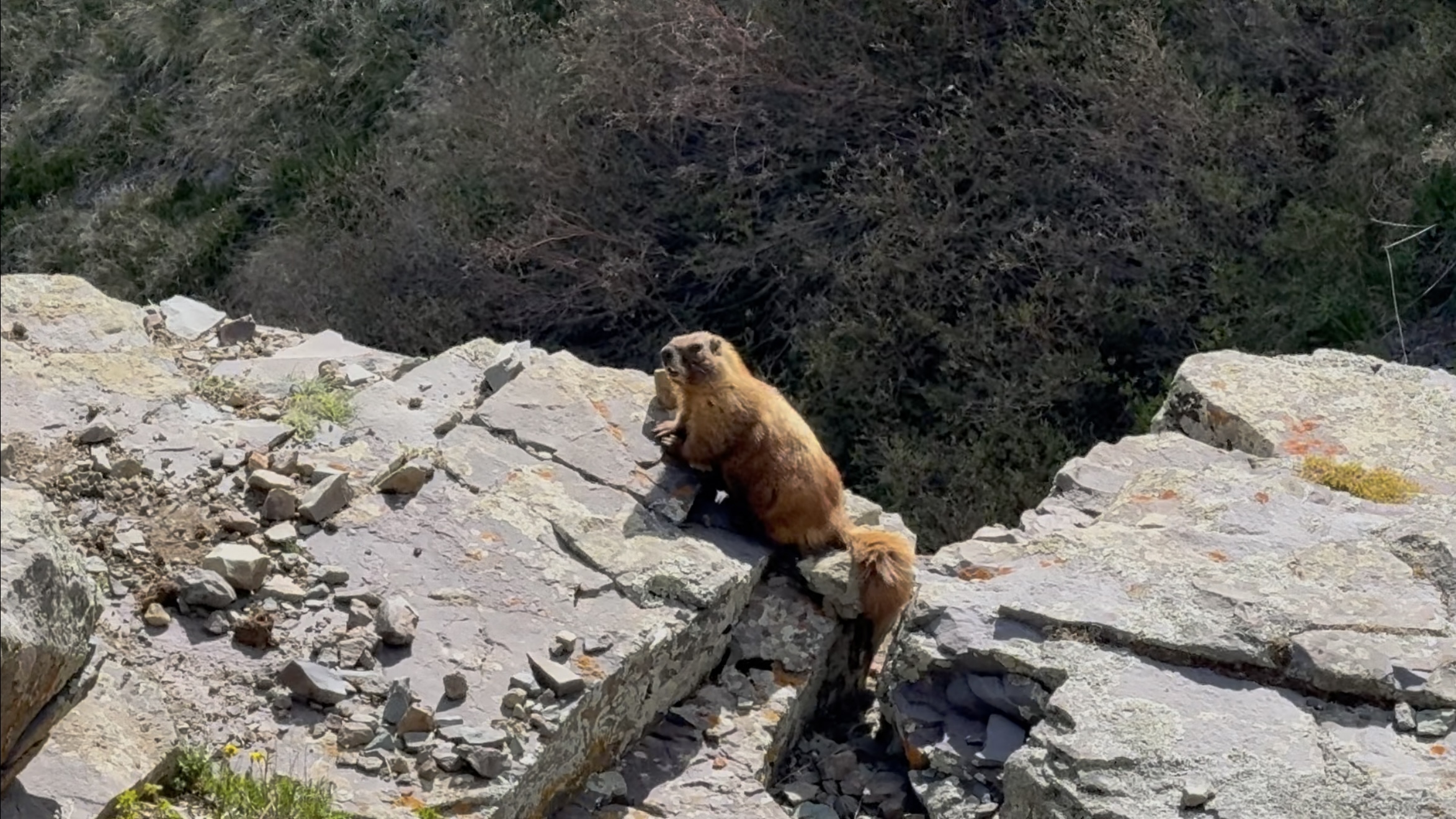 Yellow-bellied marmot on talus rocks