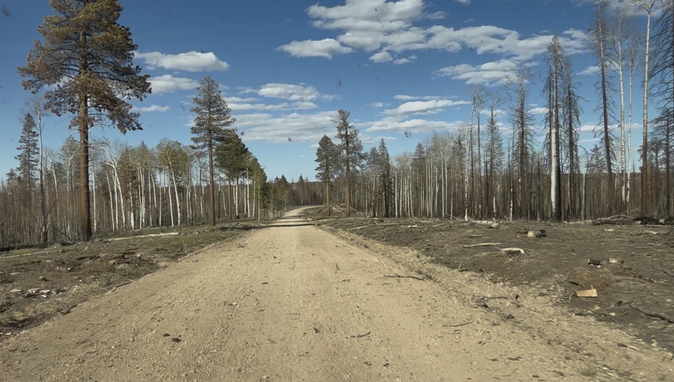 Dirt road through burned forest, charred ground on both sides, dead trees, blue sky