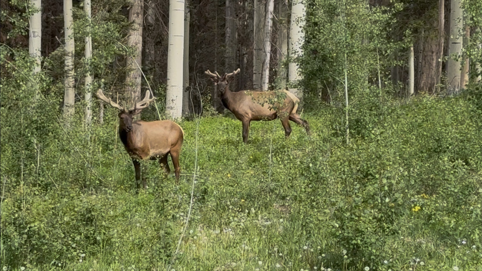 Two elk in a grassy meadow ringed by aspen trees near Telluride, Colorado. The nearer elk has large antlers still covered in velvet, both unconcerned by the camera.