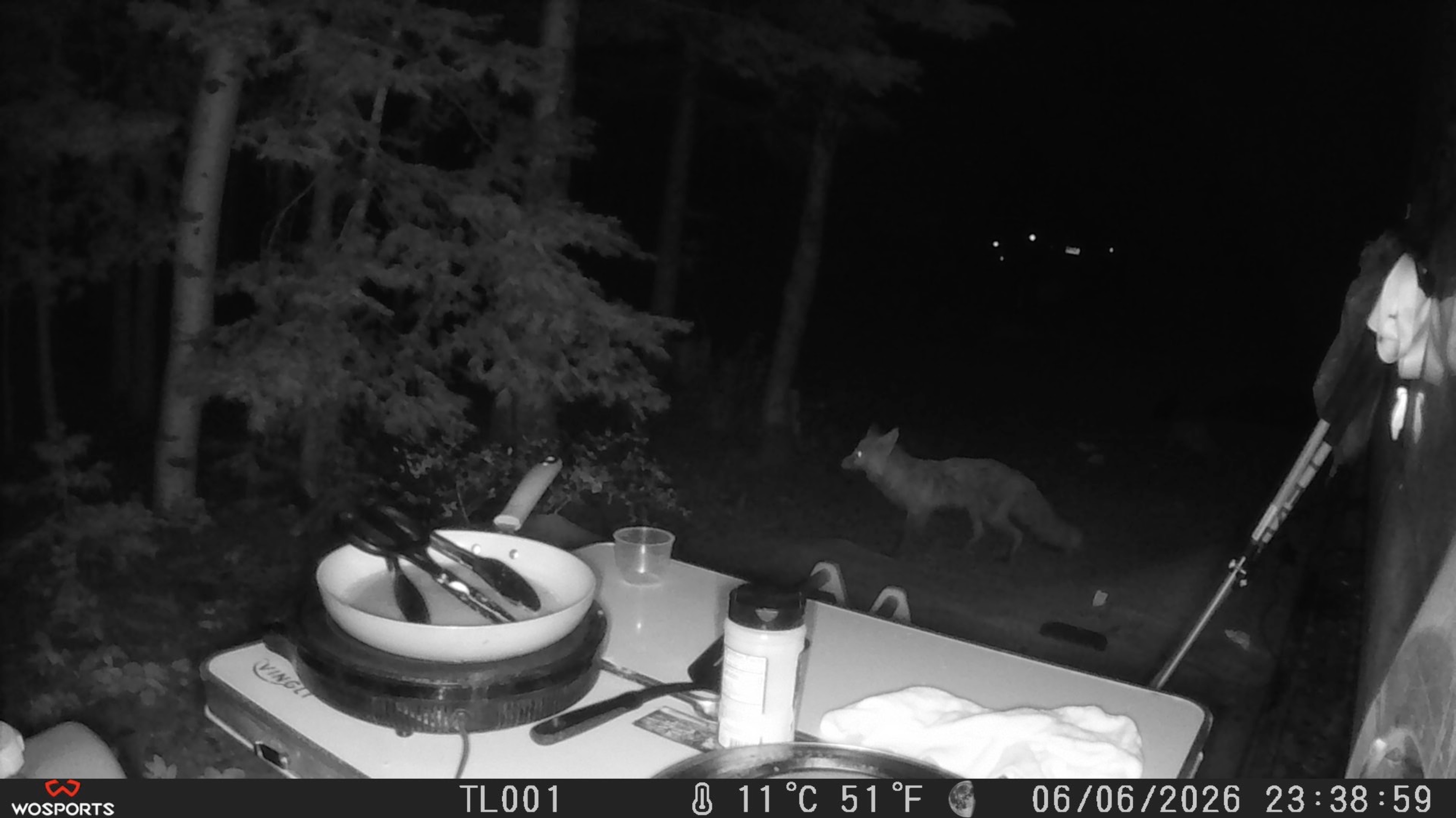Night-vision game camera footage of a fox standing near the van's outdoor kitchen setup in the woods at night.