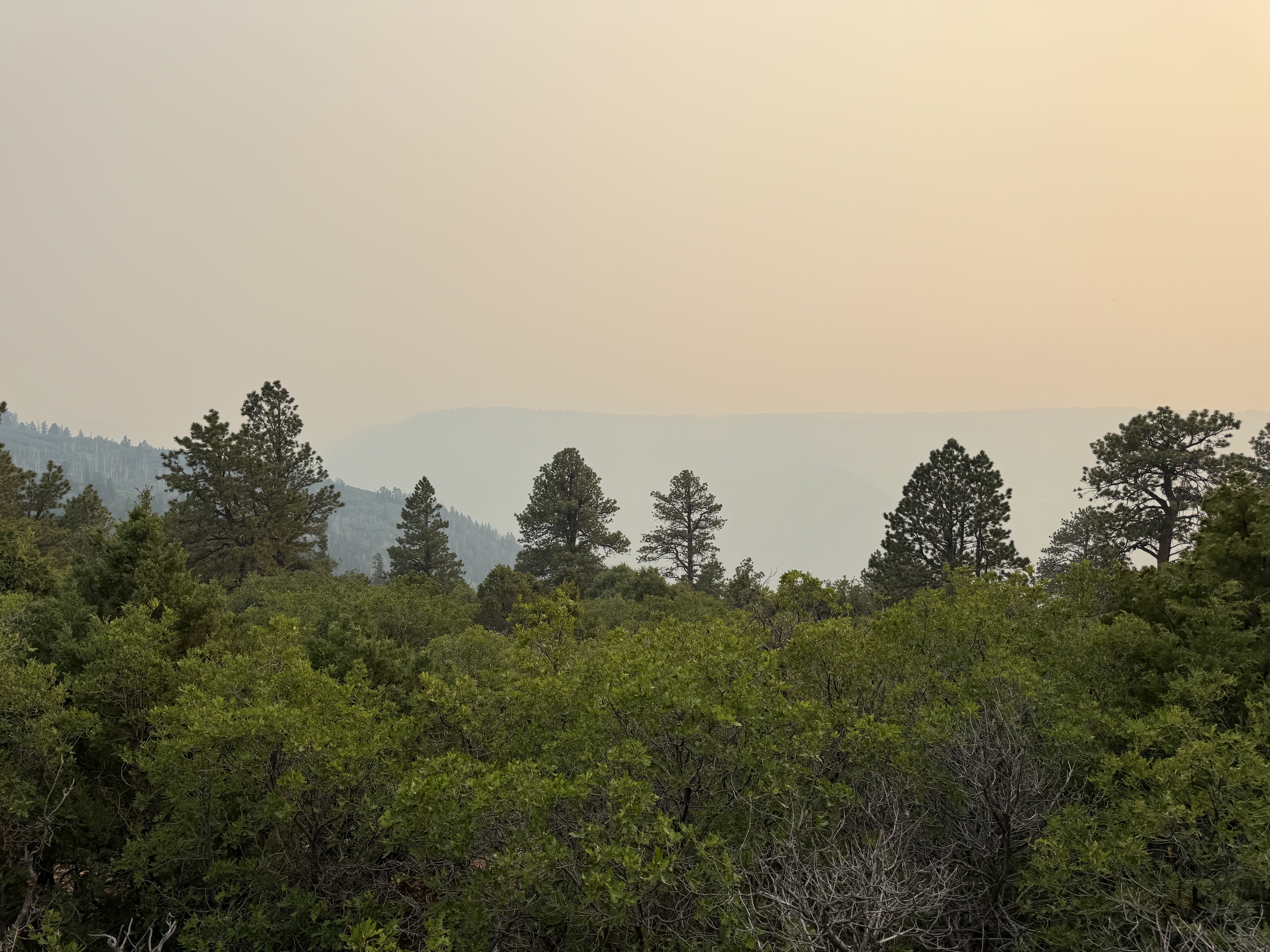 Smoky morning view from the yurt property above Telluride: pine trees in the foreground, wildfire smoke settling in the valley below, hazy peach sky.